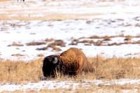20260119 Rocky Mountain Arsenal Preserve
