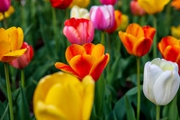 20190428 Denver Botanic Gardens
